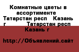 Комнатные цветы в ассортименте - Татарстан респ., Казань г.  »    . Татарстан респ.,Казань г.